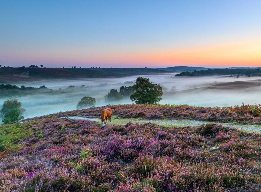 New Forest National Park 