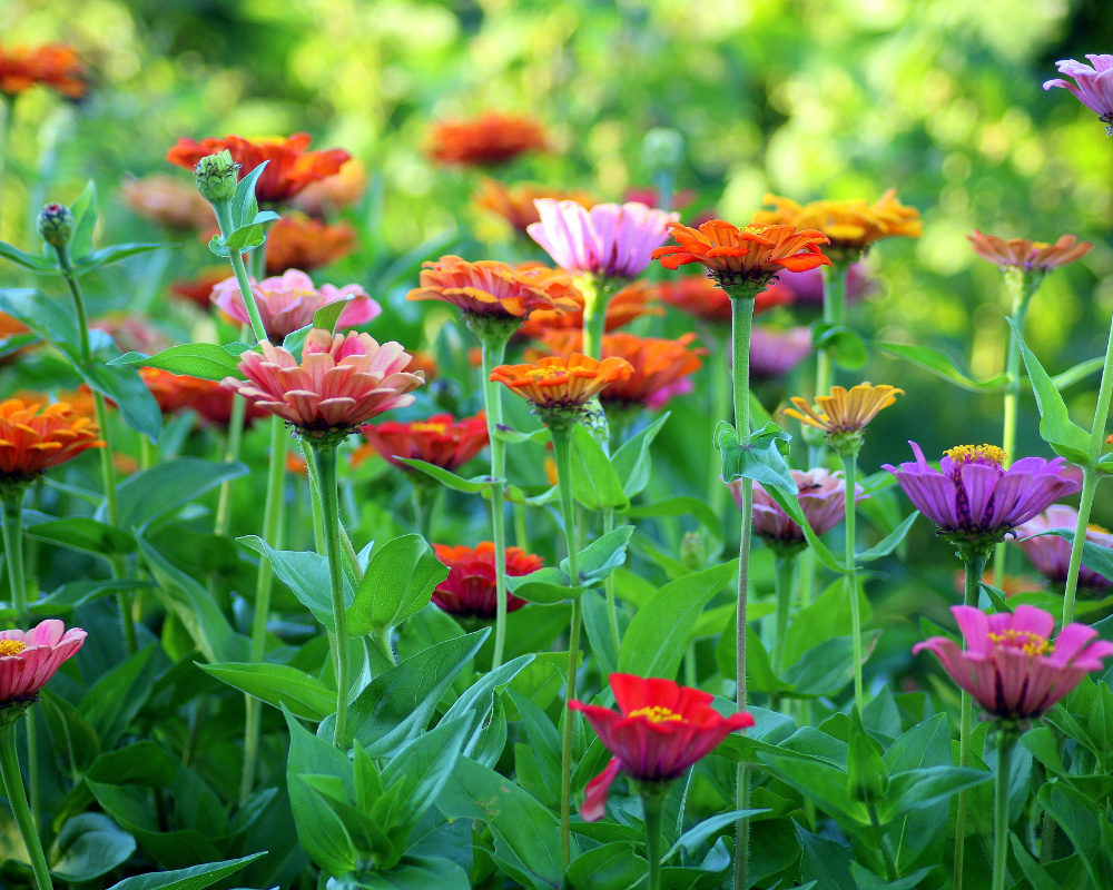 RHS Garden Wisley 