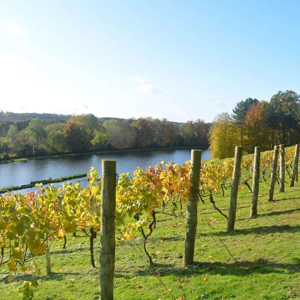 Painshill Park 