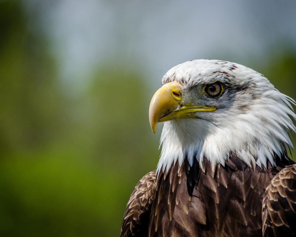 Falconry