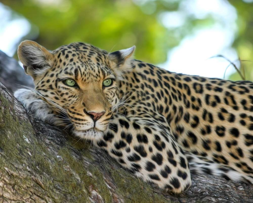 Port Lympne Reserve 