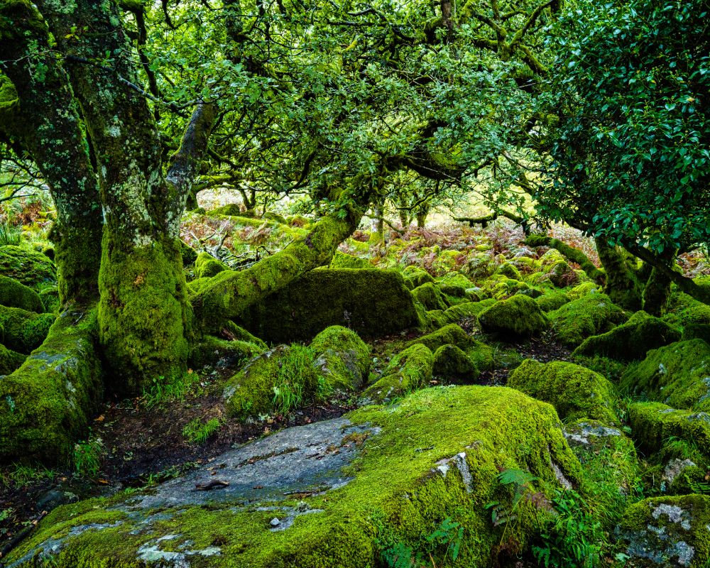 Wistman’s Wood, Devon 