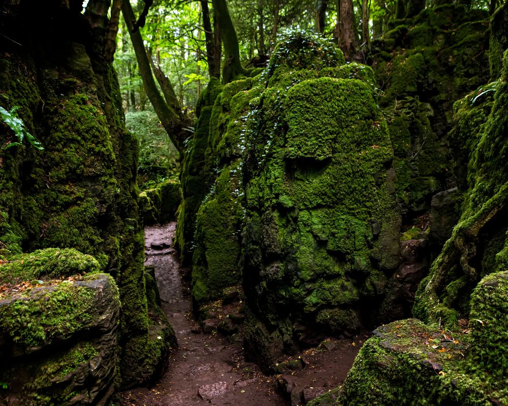 Puzzlewood, Gloucestershire 