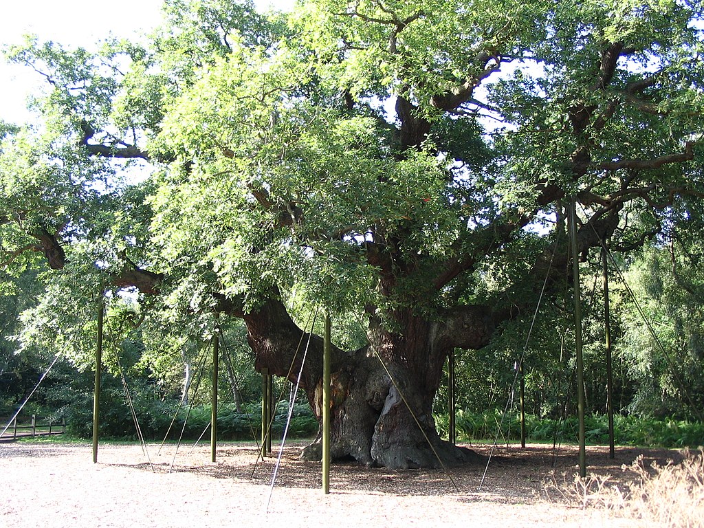 Sherwood Forest, Nottingham 