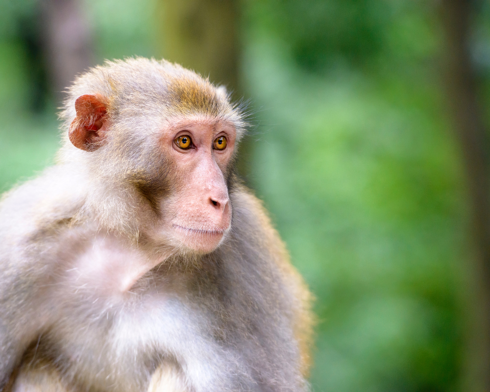 Trentham Monkey Forest 