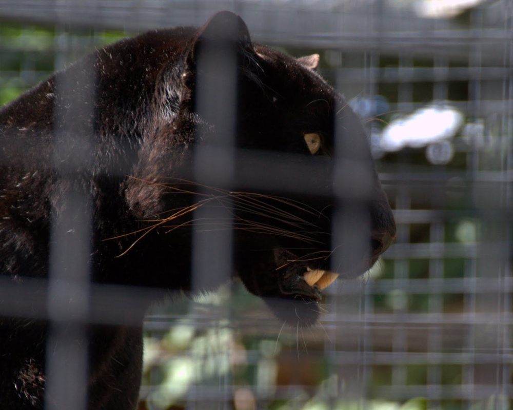 Exmoor Zoo