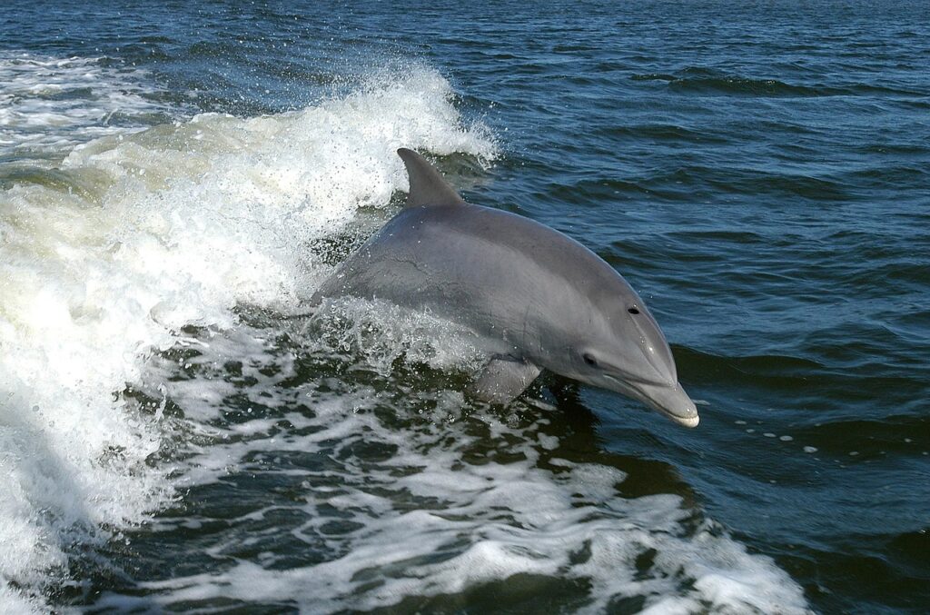 Whitby Coastal Cruises