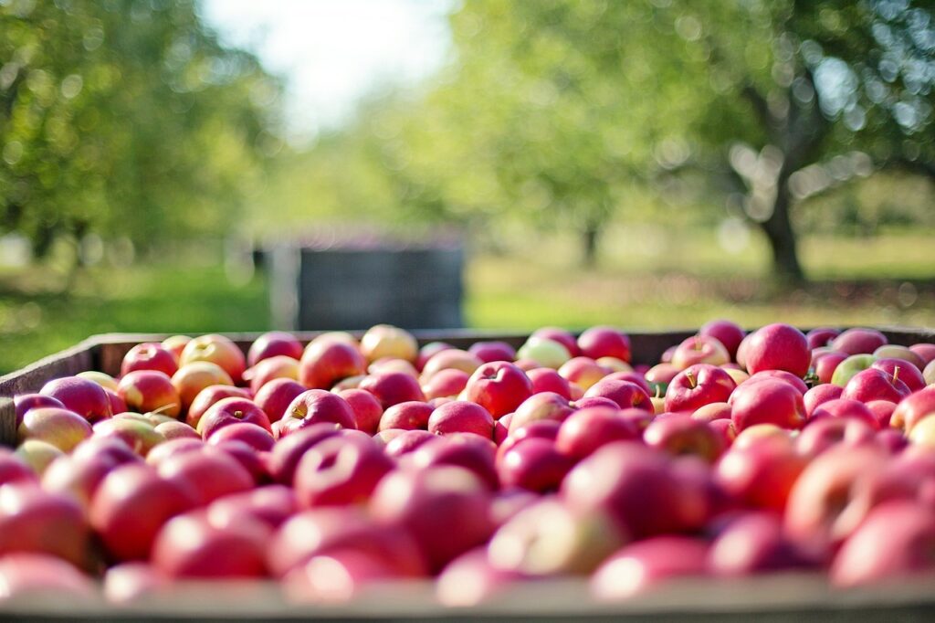 Healey’s Cornish Cyder Farm