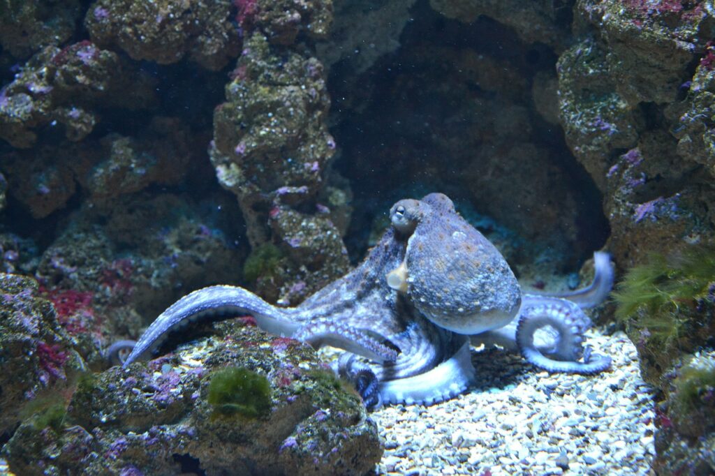 Blue Reef Aquarium