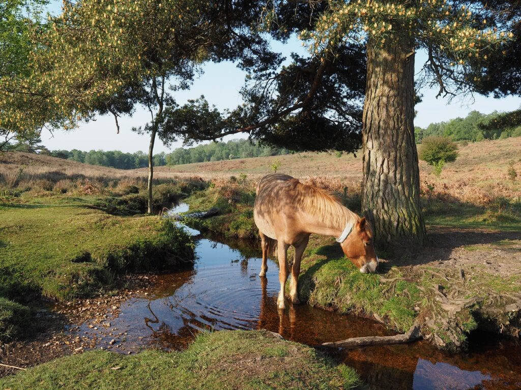 A Tranquil Getaway in the New Forest