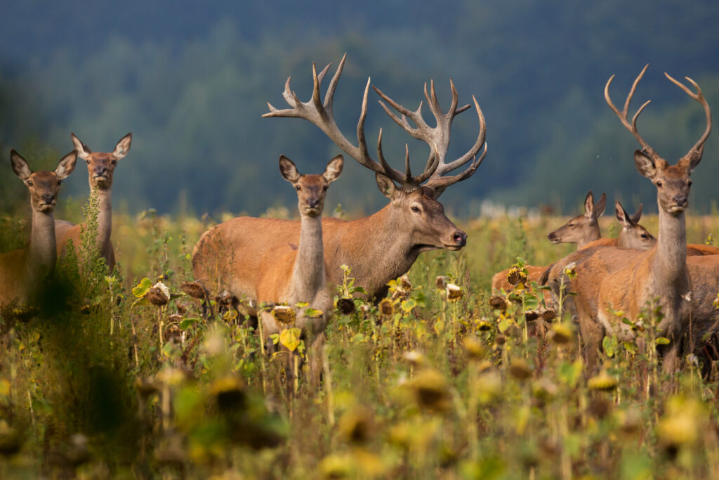 Best Time to Visit the New Forest