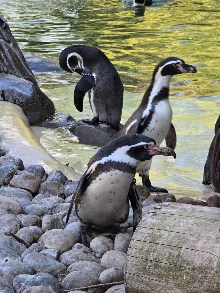 Twycross Zoo