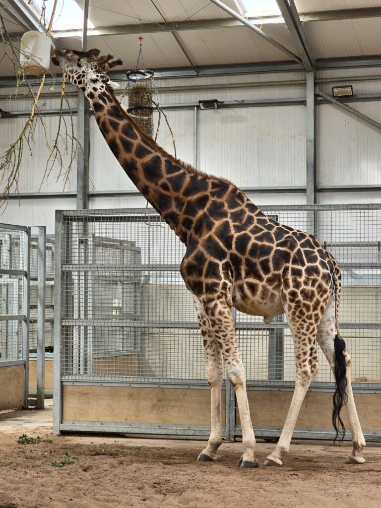 Twycross Zoo