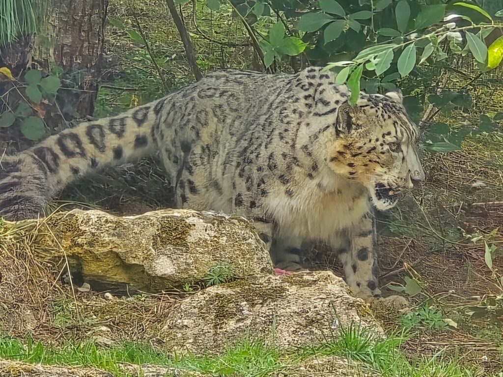 Twycross Zoo