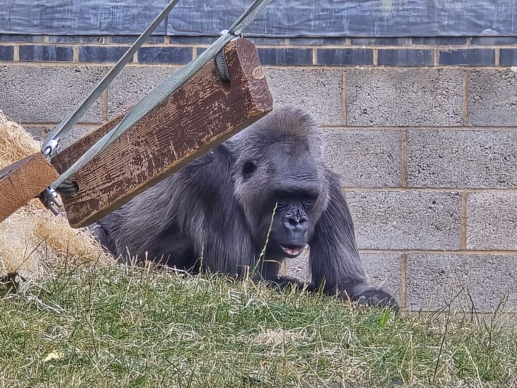 Twycross Zoo