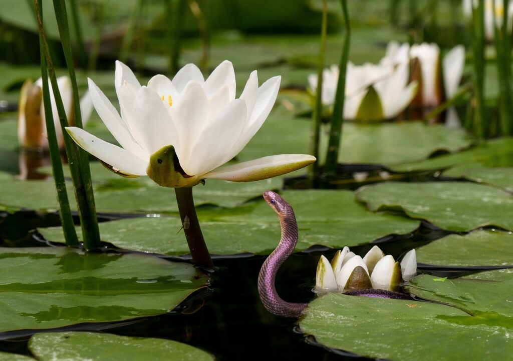 Bennetts Water Gardens