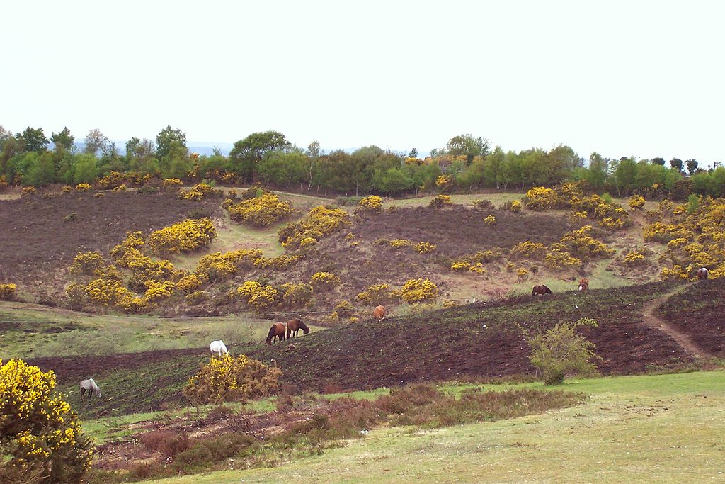 The New Forest