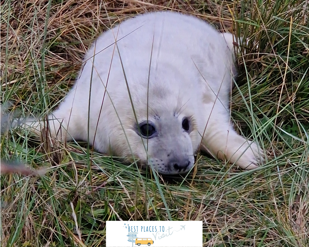 Baby seal at Blakeney Point on the North Norfolk coast